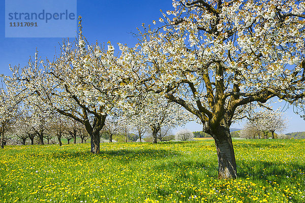 Kirschbäume im Frühling  Prunus avium  Baselland  Schweiz
