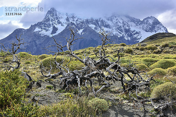 Südamerika  Chile  Patagonien  Region Magallanes  Torres del Paine  Nationalpark  UNESCO  Welterbe