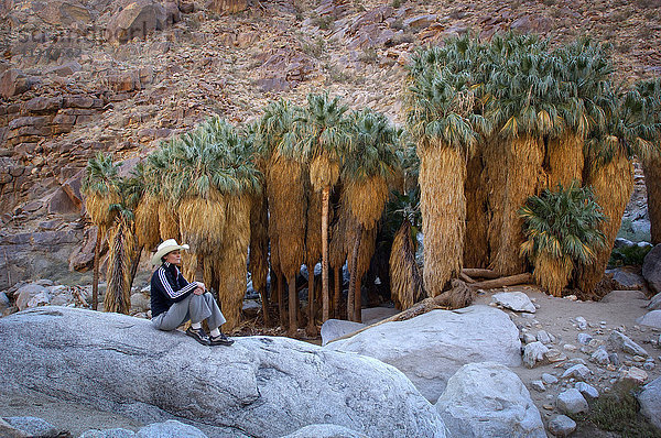 Palmen in Borrego  Palm Canyon  Anza Borrego  Desert State Park  Kalifornien  Vereinigte Staaten von Amerika MR 0009