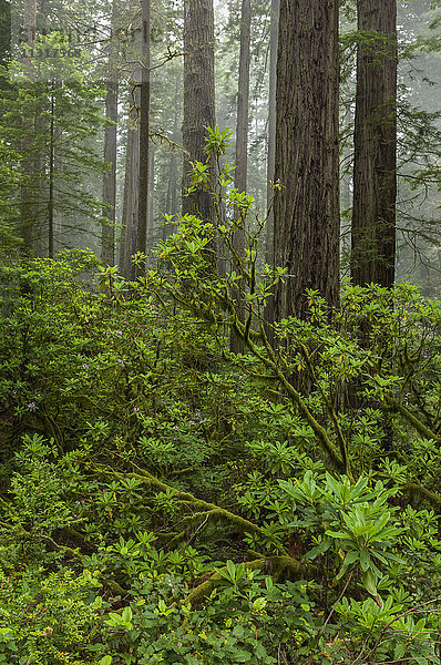 USA  Kalifornien  Westküste  Crescent City  Redwood National and State Park  Wald im Küstennebel