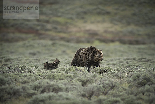 USA  Wyoming  Grand Teton  National Park  Grizzly-Mutter mit Jungen  (m)