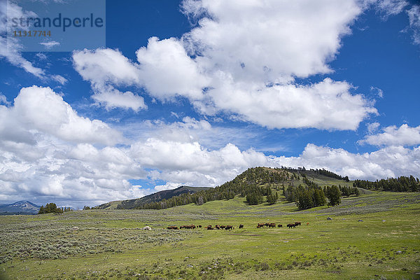 USA  Rocky Mountains  Wyoming  Yellowstone  Nationalpark  UNESCO  Welterbe  Bisonherde im Lamar Valley