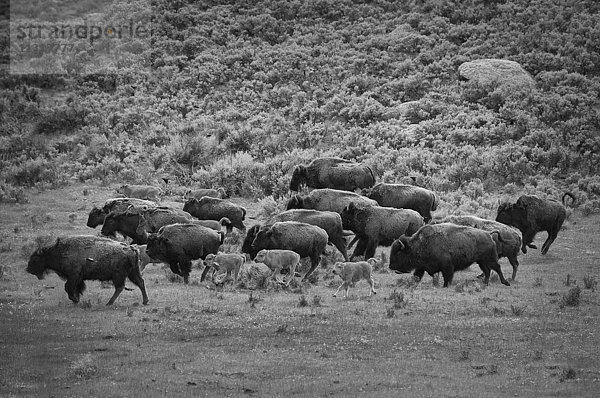 USA  Rocky Mountains  Wyoming  Yellowstone  Nationalpark  UNESCO  Welterbe  Wisent  Wisent  Herde  Säugetier  Lamar  Natur