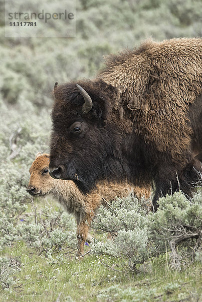 USA  Wyoming  Yellowstone  Nationalpark  UNESCO  Welterbe  Bison im Lamar Valley