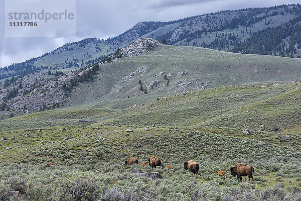 USA  Wyoming  Yellowstone  Nationalpark  UNESCO  Welterbe  Bisonherde im Lamar Valley
