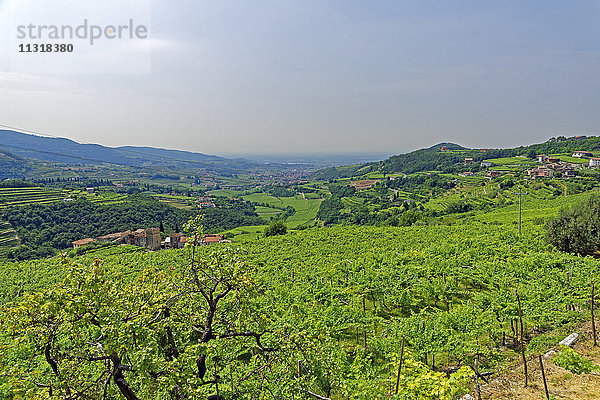 Weinberge  Landschaften  Landschaft