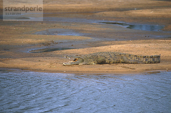 Nilkrokodil  Crocodylus niloticus
