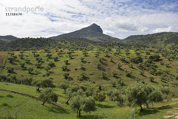 Olivenbäume  Plantage
