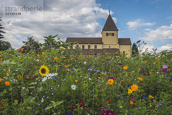 Deutschland  Baden-Württemberg  Insel Reichenau  Blumen auf der Wiese vor der St. Georgskirche
