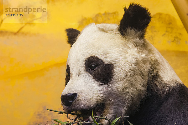 England  London  Kensington  Naturhistorisches Museum  Ausstellung des Panda Chi-chi