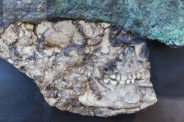 England  London  British Museum  Zertrümmerter Schädel eines königlichen Wächters aus Mesopotamien Irak