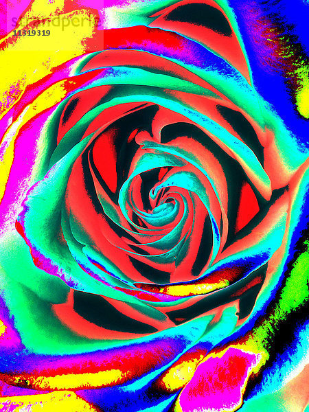 Pop-Art  Rose
