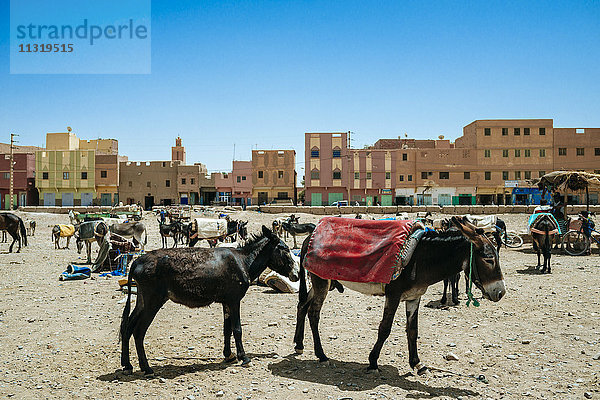 Marokko  Rissani  Eselmarkt