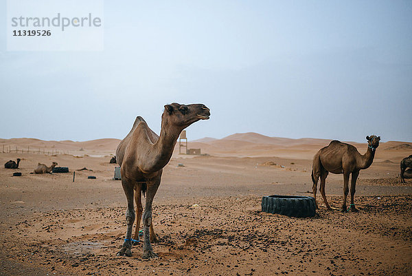 Marokko  Merzouga  Kamele an ihrem Rastplatz in der Wüste Erg Chebbi