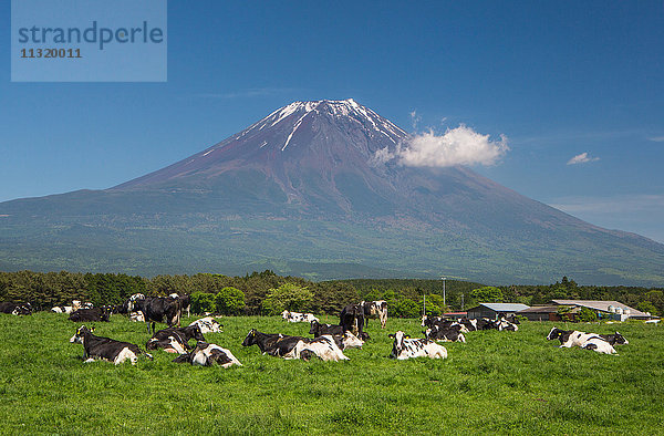 Japan  Provinz Shizuoka  Kühe auf der Westseite des Berges Fuji