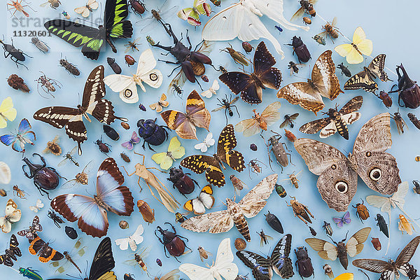 England  Oxfordshire  Oxford  Museum für Naturgeschichte  Ausstellung von Insekten und Schmetterlingen