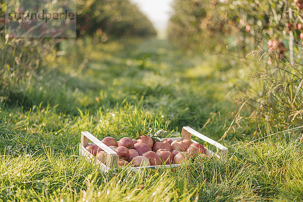 Kiste mit Äpfeln im Obstgarten