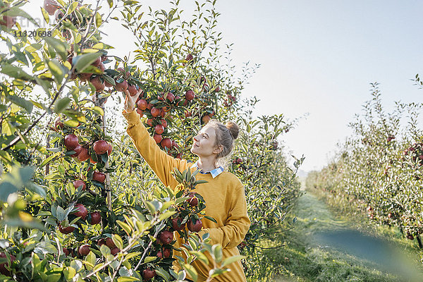 Junge Frau bei der Apfelernte