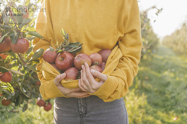 Frau sammelt Äpfel im Obstgarten