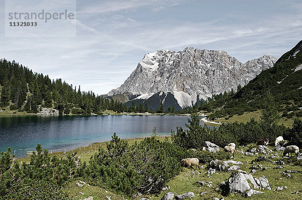 Österreich  Tirol  Ehrwald  Seebensee mit Zugspitze im Hintergrund