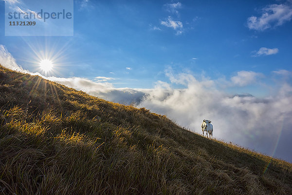 Italien  Umbrien  Kuh auf dem Monte Motette bei Sonnenaufgang