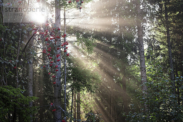 Deutschland  Baden-Württemberg  Sonnenstrahlen durch Bäume im Schwarzwald