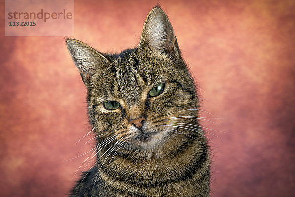 Portrait der Katze vor rötlichem Hintergrund