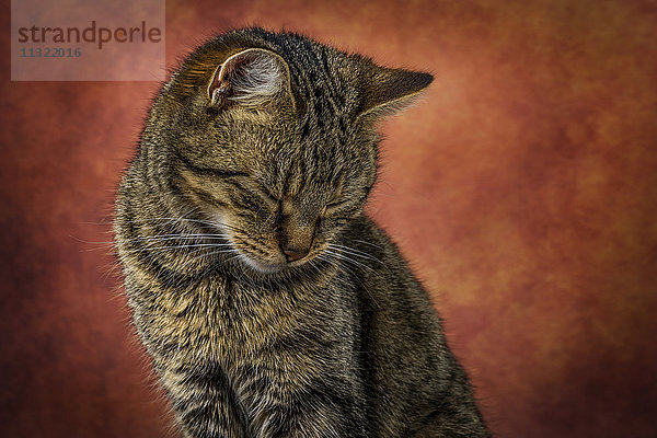 Portrait einer Katze mit geschlossenen Augen