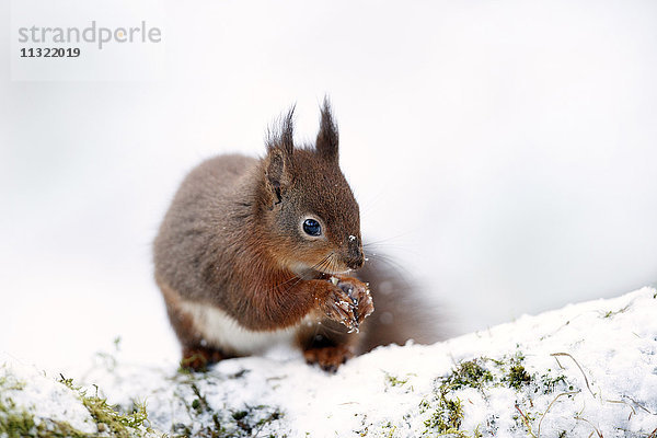 Porträt vom Essen des eurasischen roten Eichhörnchens im Schnee