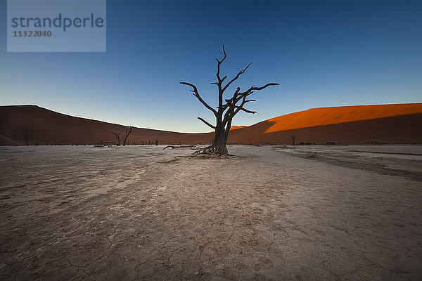 Namibia  Namib Naukluft  Dead Vlei  tote Kameldornen vor Wüstendüne