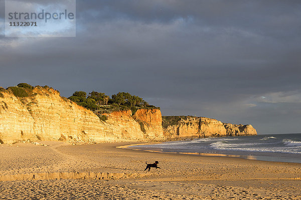 Portugal  Algarve  Lagos  Hund am leeren Strand