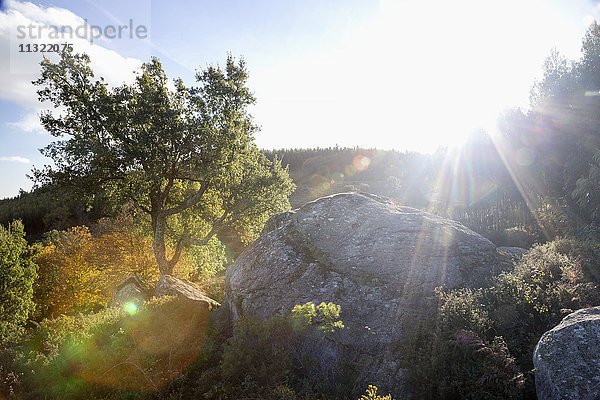 Portugal  Algarve  Monchique  Foia  Felsen und Baum auf Berg im Gegenlicht