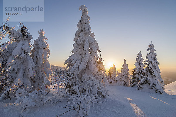 Deutschland  Niedersachsen  Nationalpark Harz  Wolfswarte im Winter bei Abenddämmerung