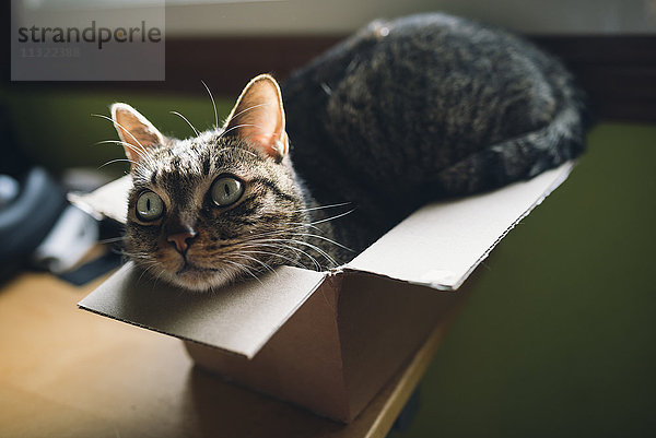 Tabby-Katze in einer kleinen Pappschachtel zu Hause