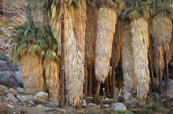 Palmen in Borrego  Palm Canyon  Anza Borrego  Desert State Park  Kalifornien  Vereinigte Staaten von Amerika