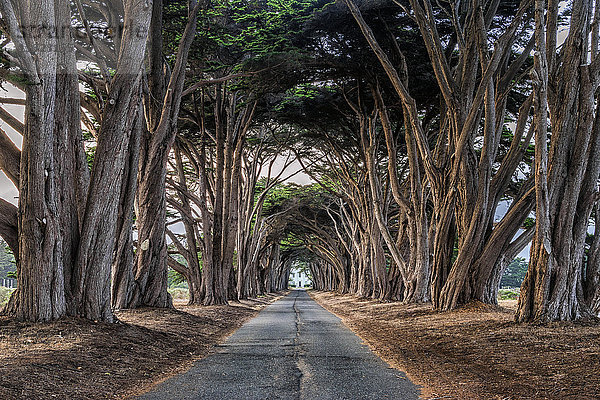 Eine Allee von Bäumen  die auf beiden Seiten einer Straße im Point Reyes National Park in Kalifornien wachsen.