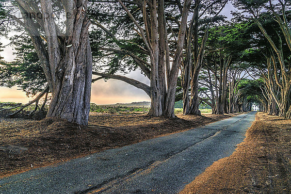 Eine Allee von Bäumen  die auf beiden Seiten einer Straße im Point Reyes National Park in Kalifornien wachsen.