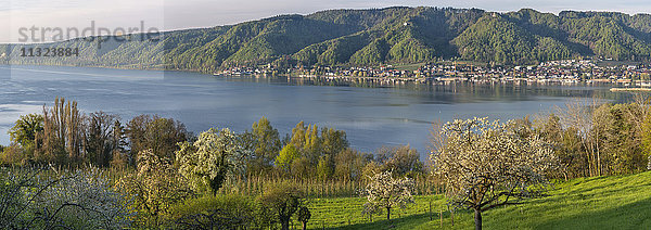 Deutschland  Bodman  Bodensee  Wiese mit blühenden Bäumen im Morgenlicht