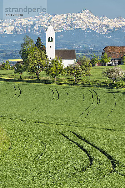 Deutschland  Überlingen  Blick auf die Michaelskirche mit den Alpen im Hintergrund