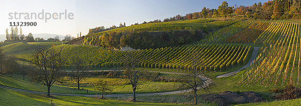 Deutschland  Überlingen  Weinberge im Herbst