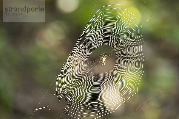 Kreuzspinne im Spinnennetz