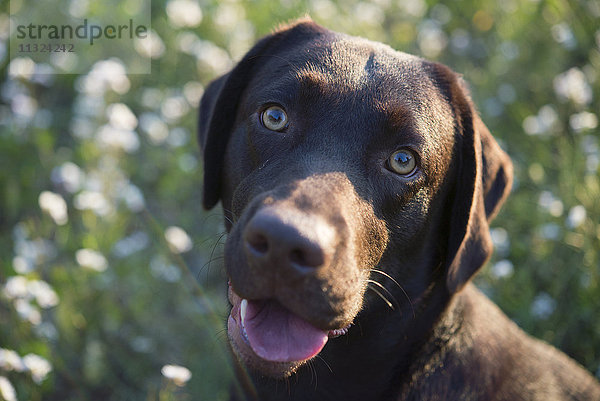 Portrait von Labrador Retriever