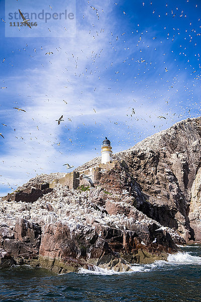 UK  Schottland  East Lothian  Leuchtturm am Bass Rock und eine Kolonie von Northern Gannets