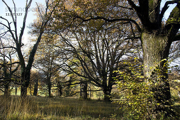 Bäume im Kanton Baselland