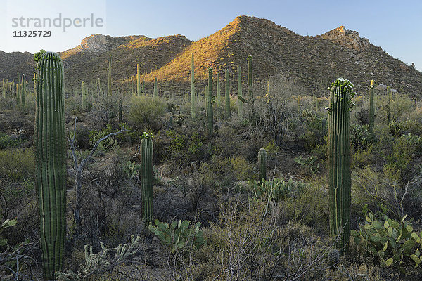 saguro catus in Arizona