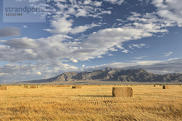 Weizenfeld in Idaho