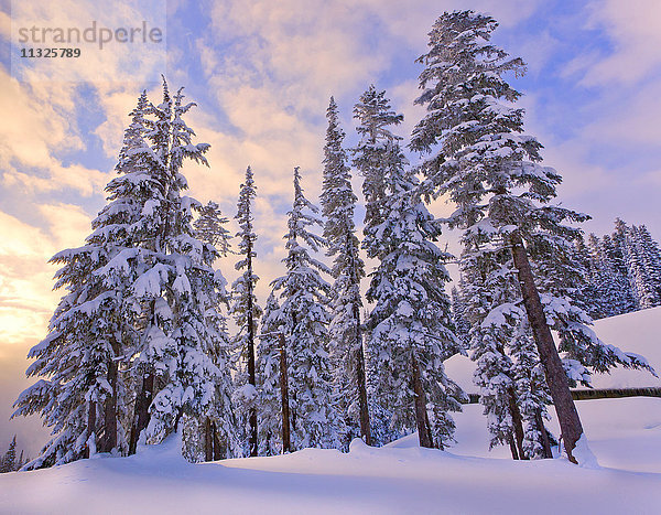 Winterlandschaft in Longmire  Bundesstaat Washington