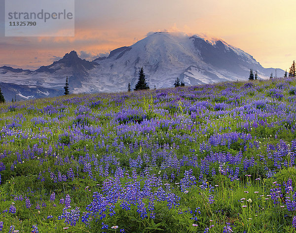 Mount Rainier National Park im Bundesstaat Washington