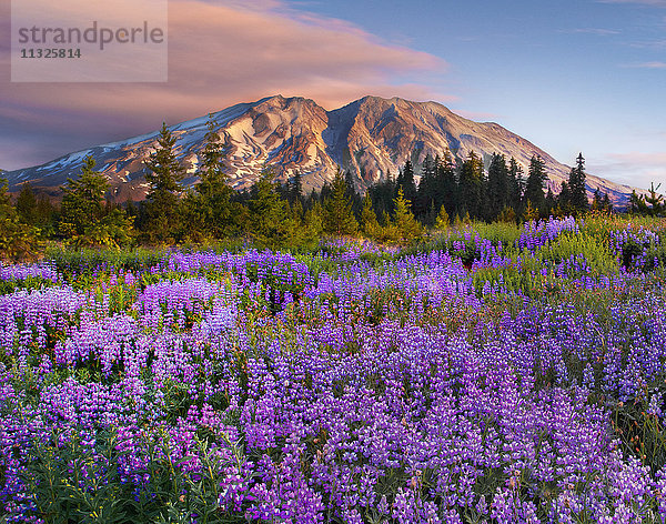Kaskadengebirge und Blumen im Bundesstaat Washington