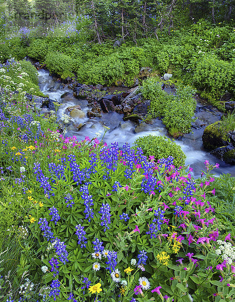 Bach und Wildblumen im Bundesstaat Washington